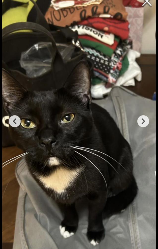 Image of Niko, Lost Cat