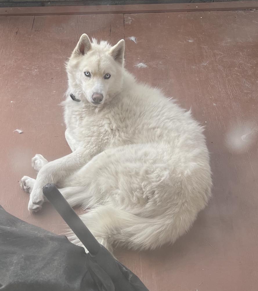 Image of Bolt, Lost Dog