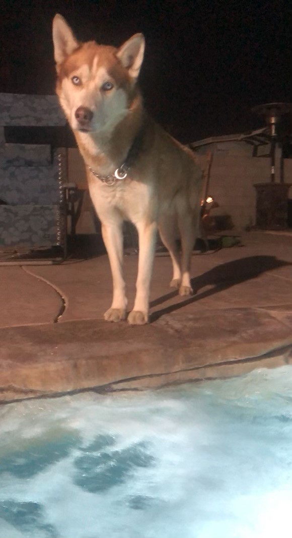 Image of Dino, Lost Dog