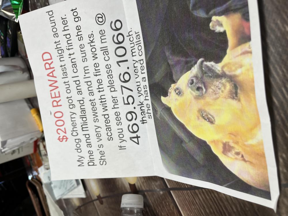 Image of Cherry, Lost Dog