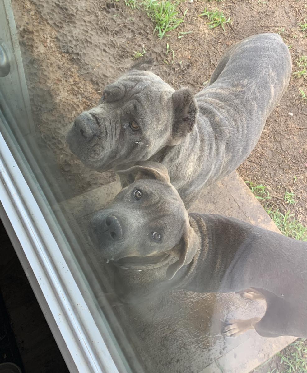 Image of Rocko and Maze, Lost Dog