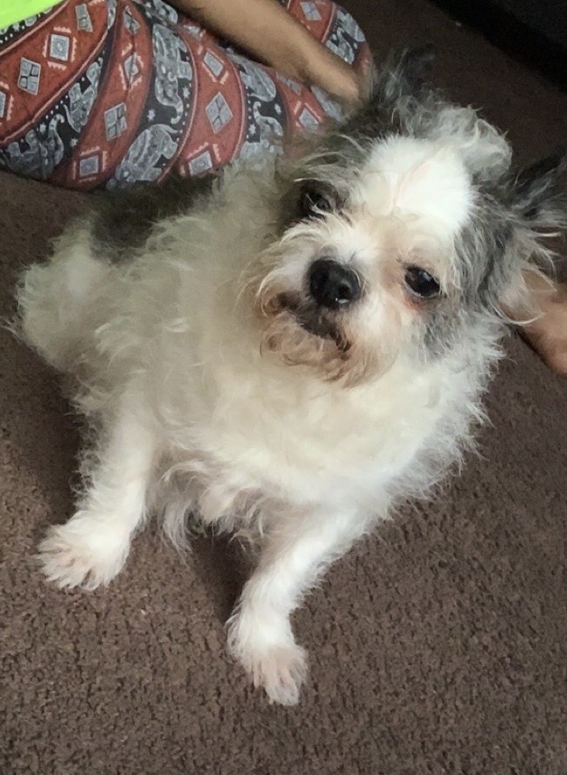 Image of Cookie crumble, Lost Dog