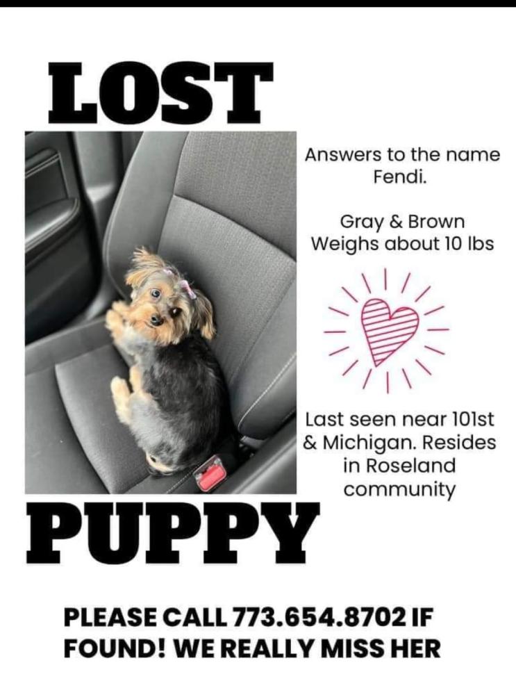 Image of Fendi, Lost Dog
