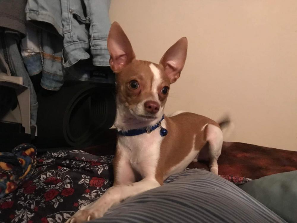 Image of beaner, Lost Dog