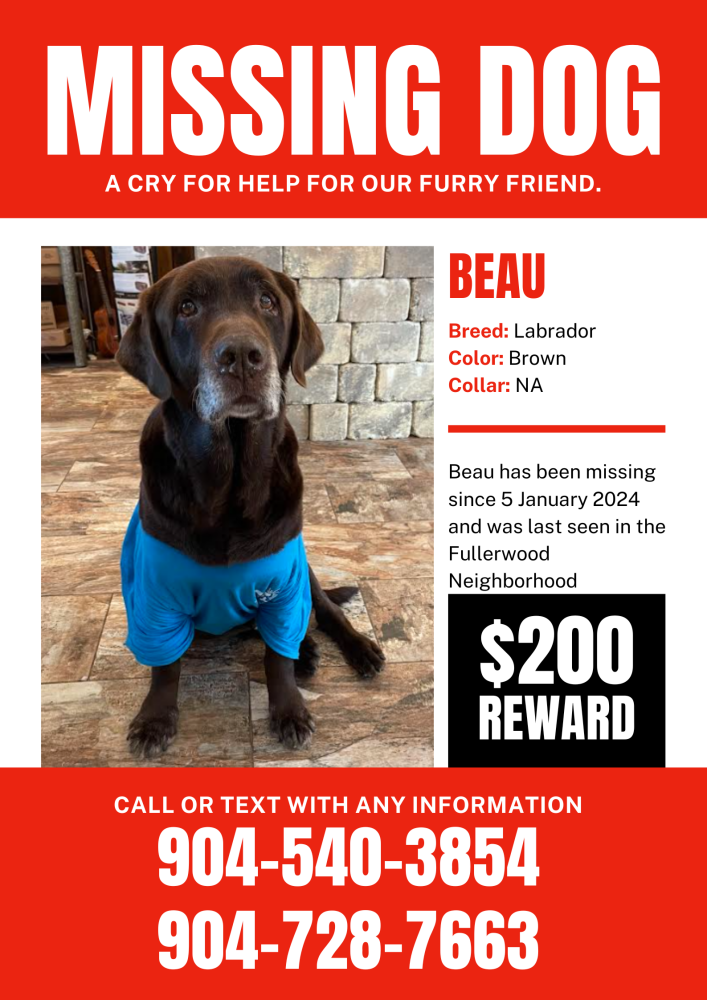 Image of Beau, Lost Dog