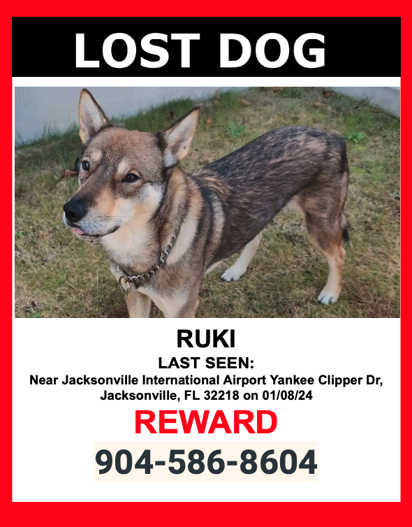Image of Ruki, Lost Dog