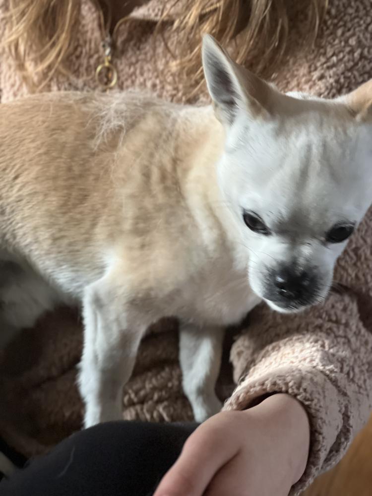 Image of Not sure, Found Dog