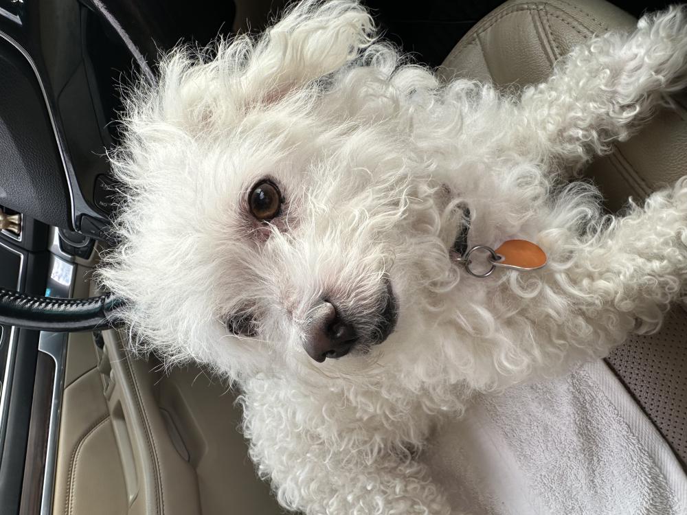 Image of Snowy, Lost Dog