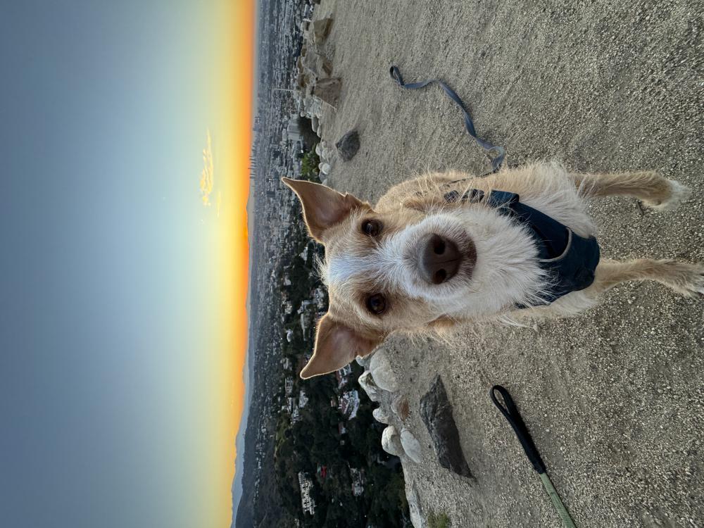 Image of Rufus, Lost Dog