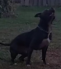 Image of Brewster, Lost Dog