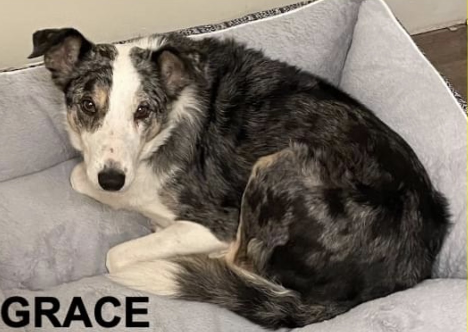 Image of Grace, Lost Dog