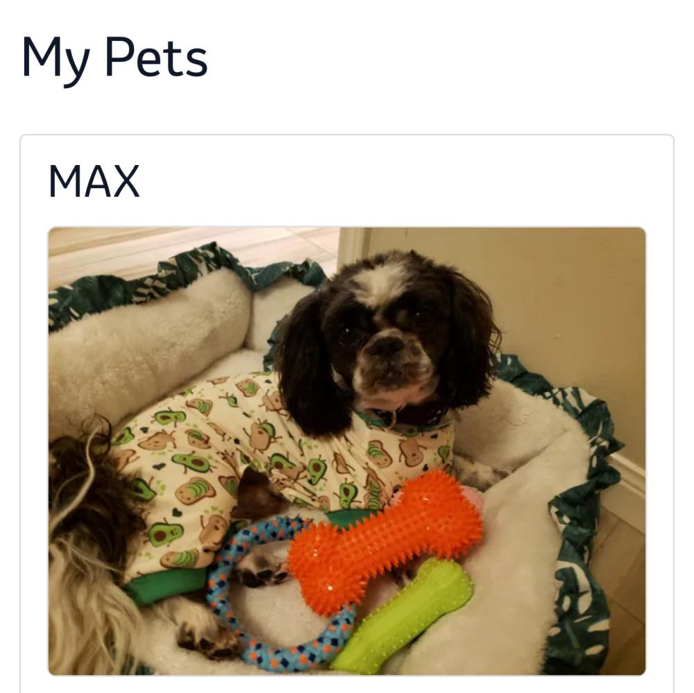 Image of Máx, Lost Dog