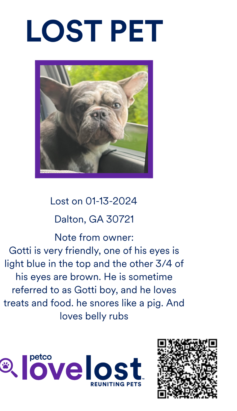 Image of Gottie, Lost Dog