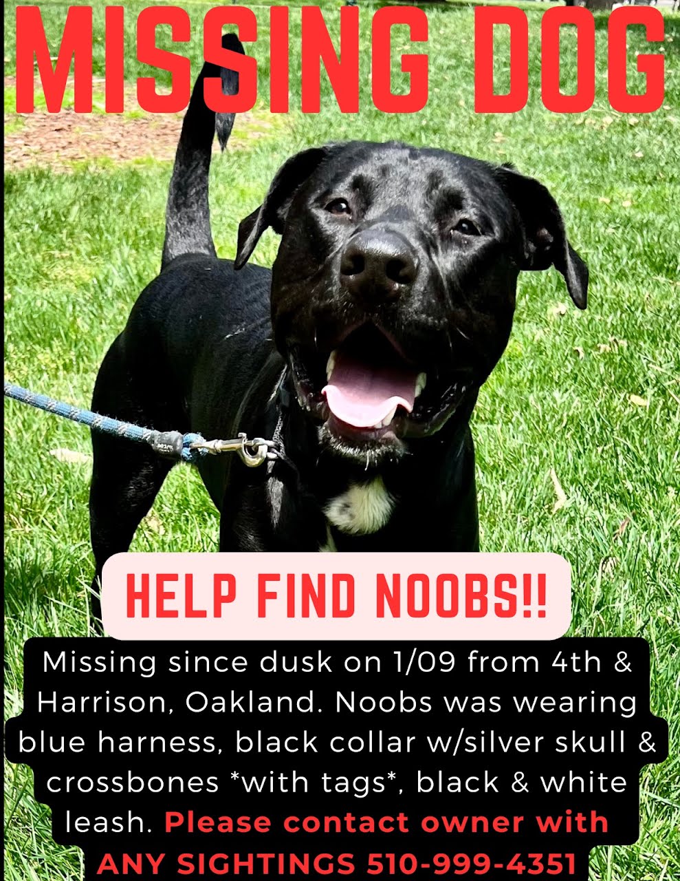 Image of Noobs, Lost Dog