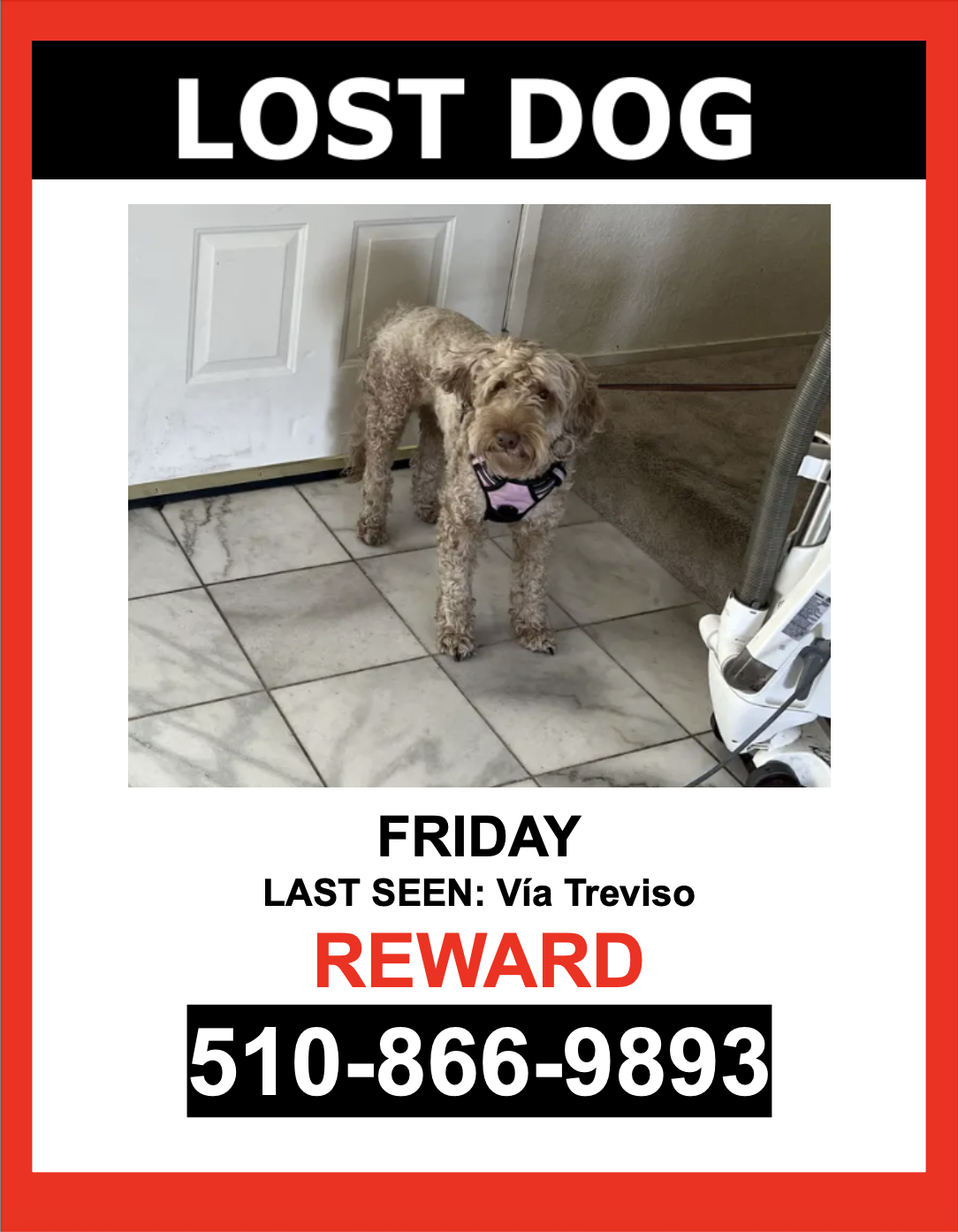 Image of Friday, Lost Dog