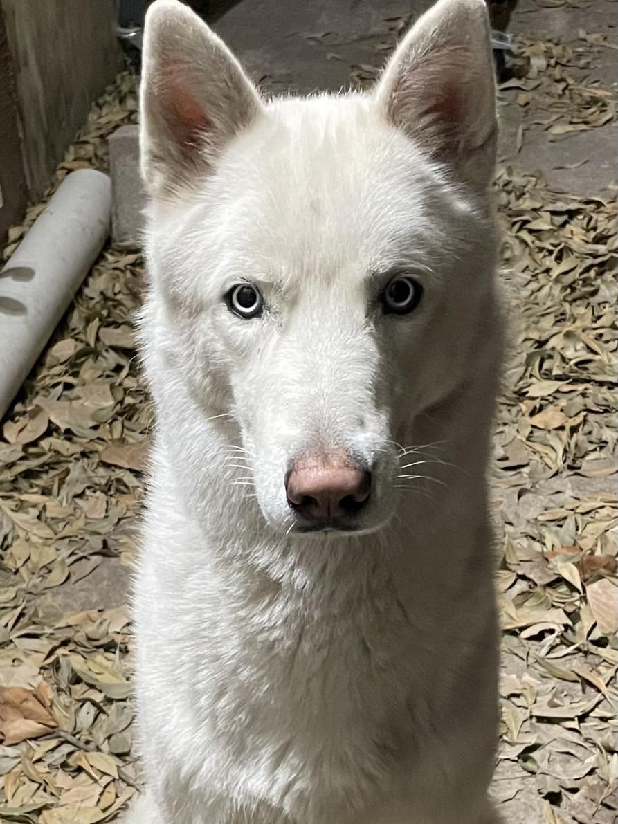 Image of Avalanche, Lost Dog