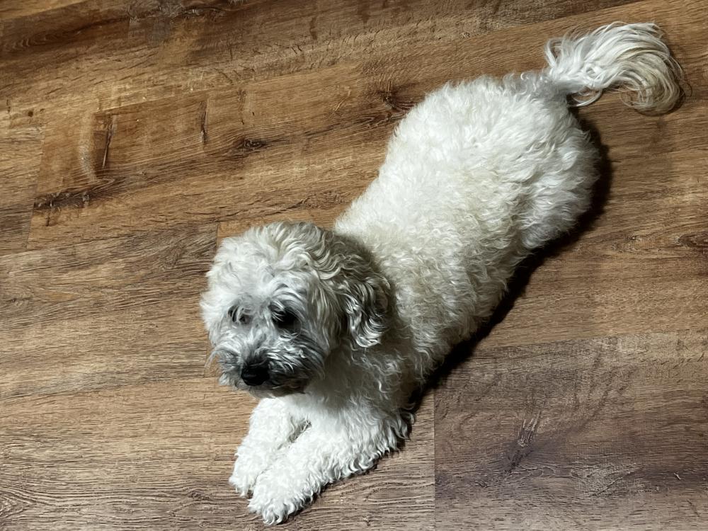 Image of Cloe Boteo, Lost Dog