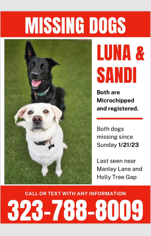 Image of Sandi, Lost Dog