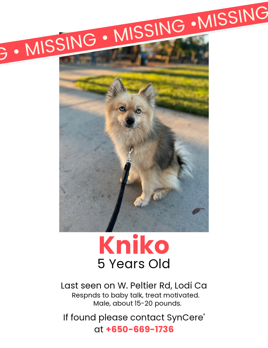 Image of Kniko, Lost Dog