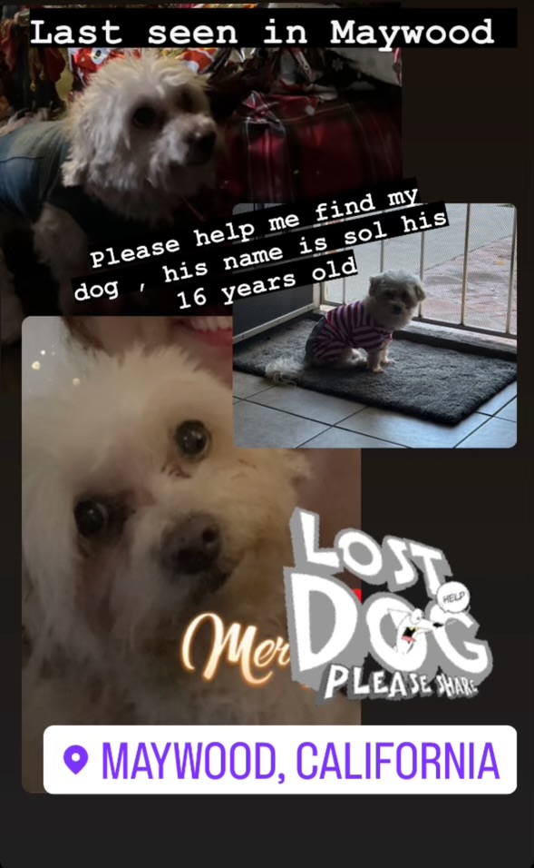 Image of Sol, Lost Dog