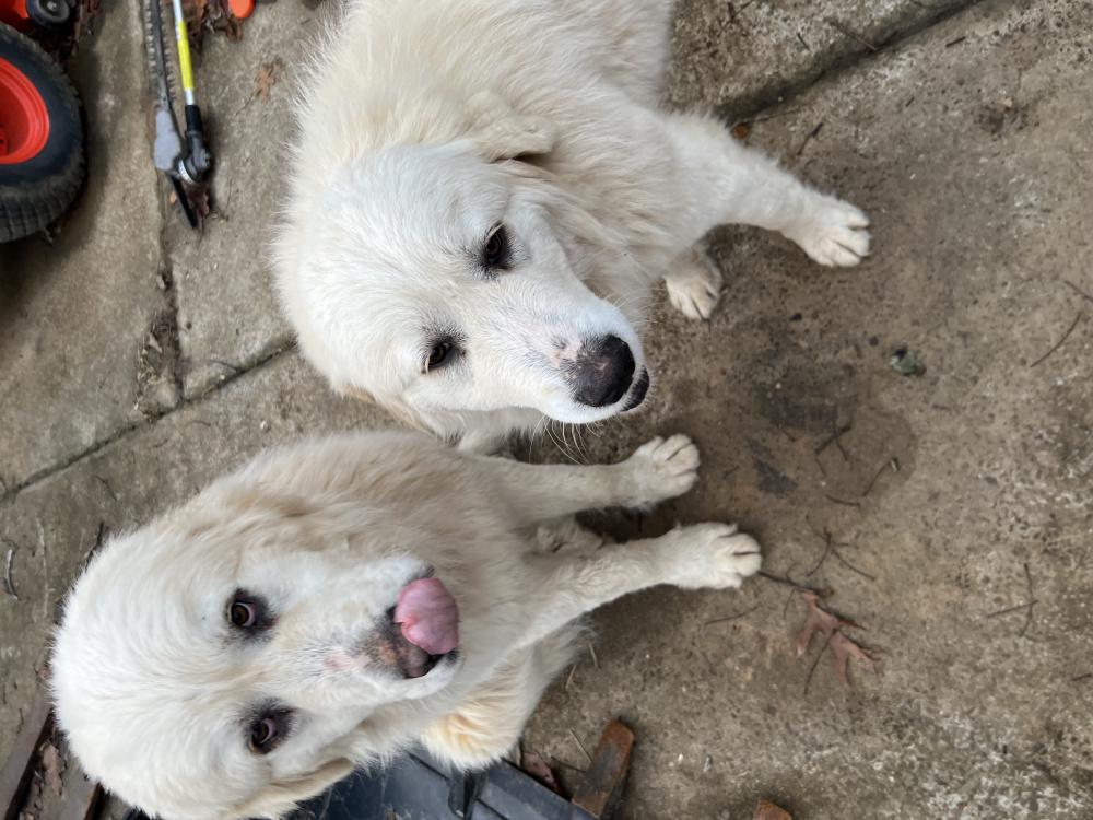 Image of 2 Great Pyrenese, Found Dog