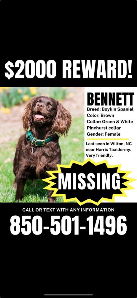 Image of Bennett, Lost Dog