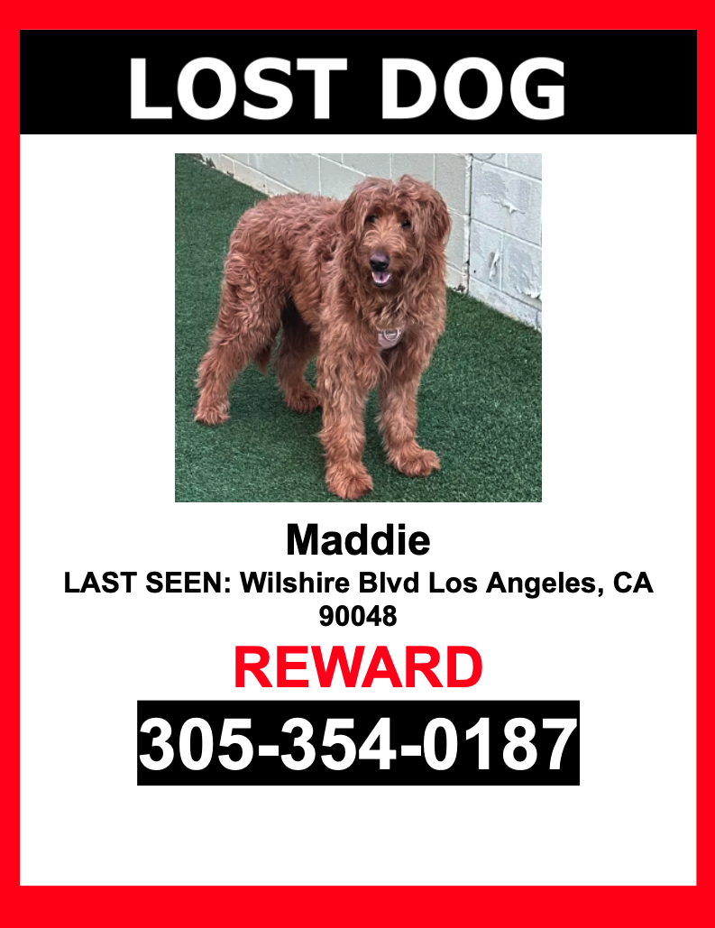 Image of Maddie, Lost Dog