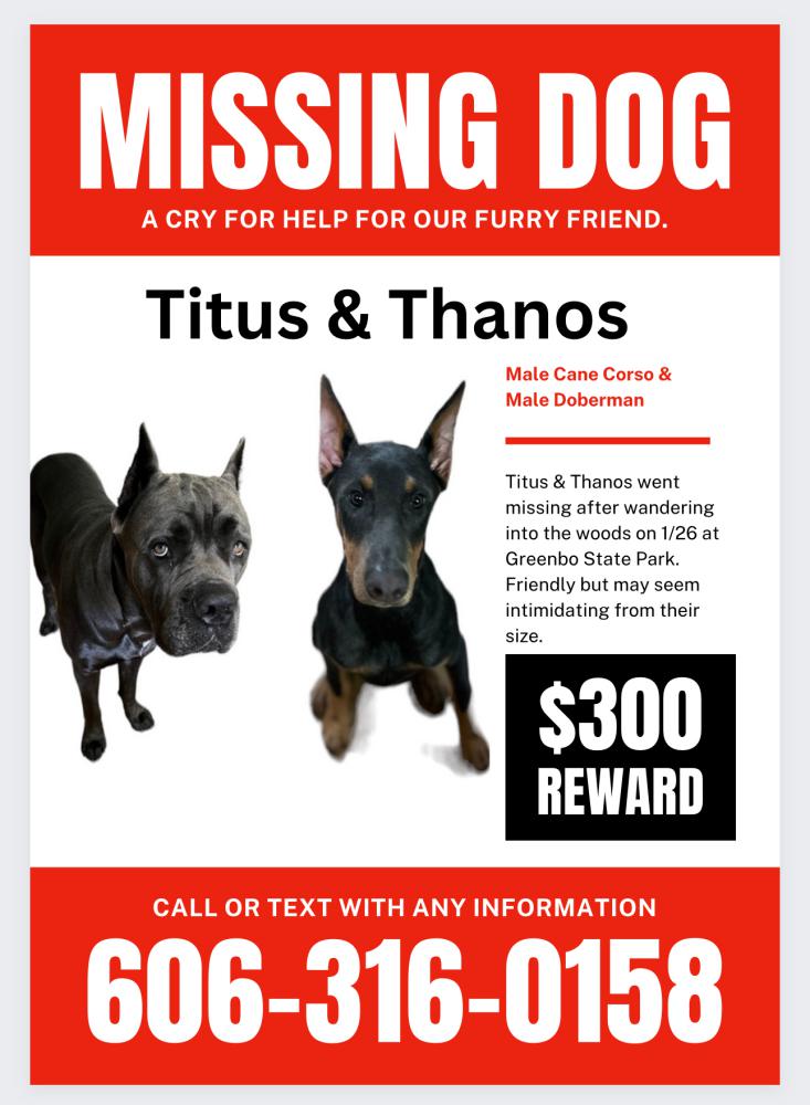 Image of Titus & Thanos, Lost Dog