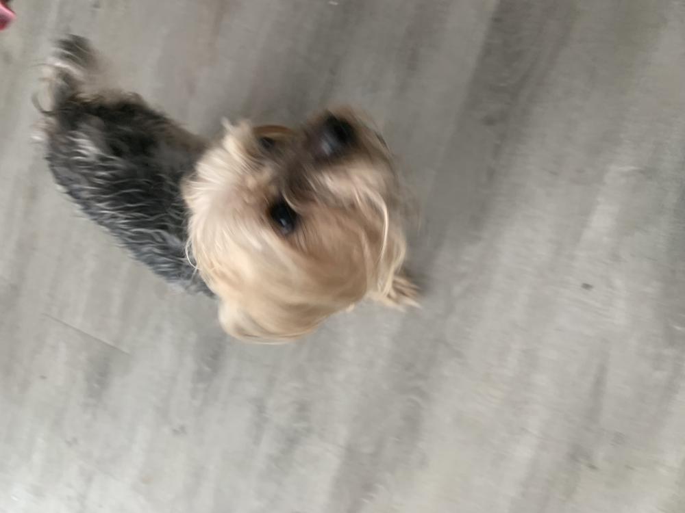 Image of Unknown Male, Found Dog