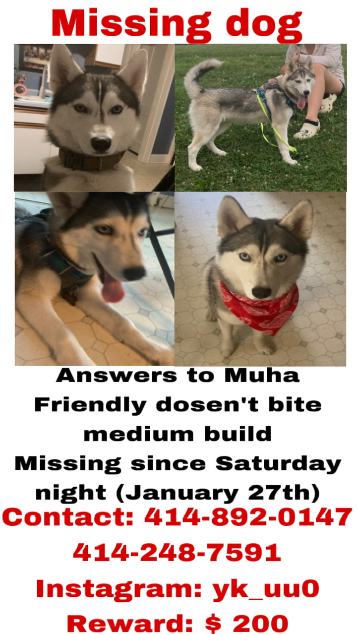 Image of Muha, Lost Dog