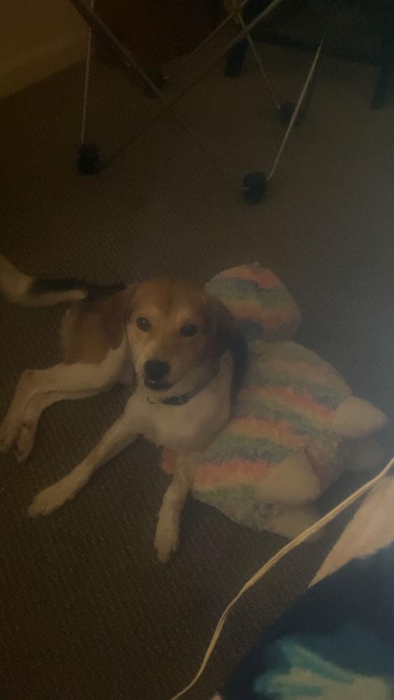 Image of Twixx, Lost Dog