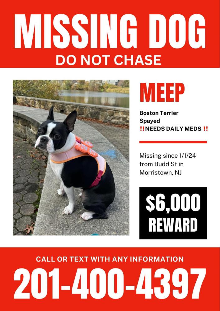 Image of Meep, Lost Dog