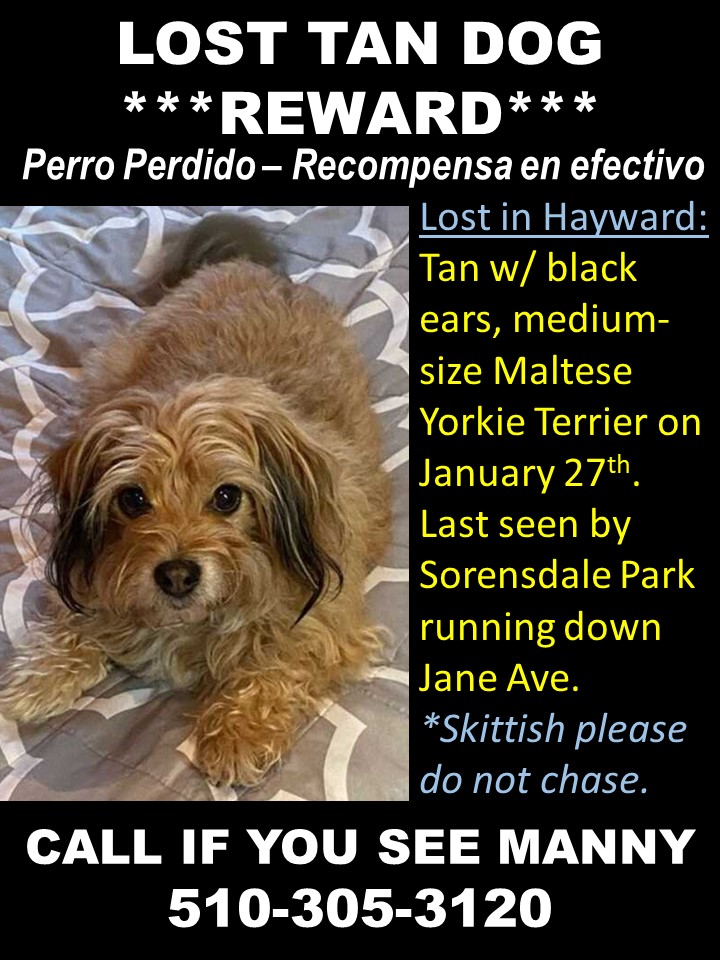 Image of Manny, Lost Dog