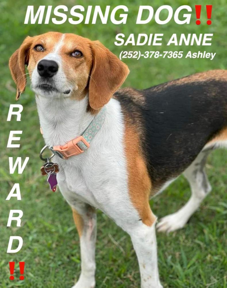 Image of Sadie Anne, Lost Dog