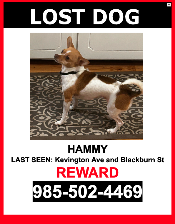 Image of Hammy, Lost Dog