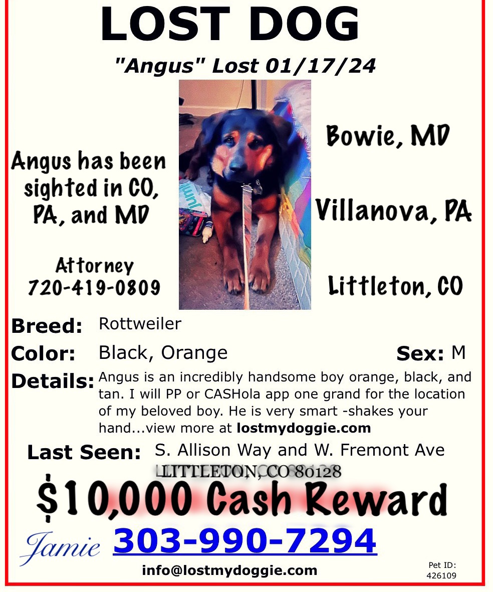Image of Aangus, Lost Dog