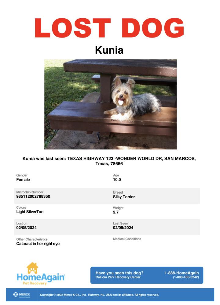 Image of Kunia, Lost Dog