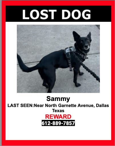 Image of Sammy, Lost Dog