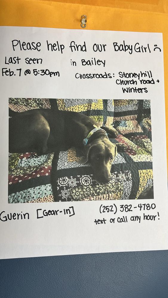 Image of Guerin Louise, Lost Dog
