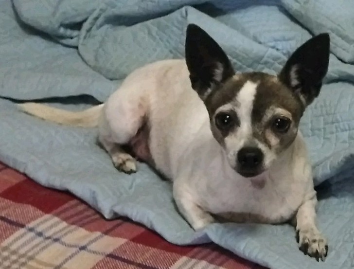Image of Chula, Lost Dog