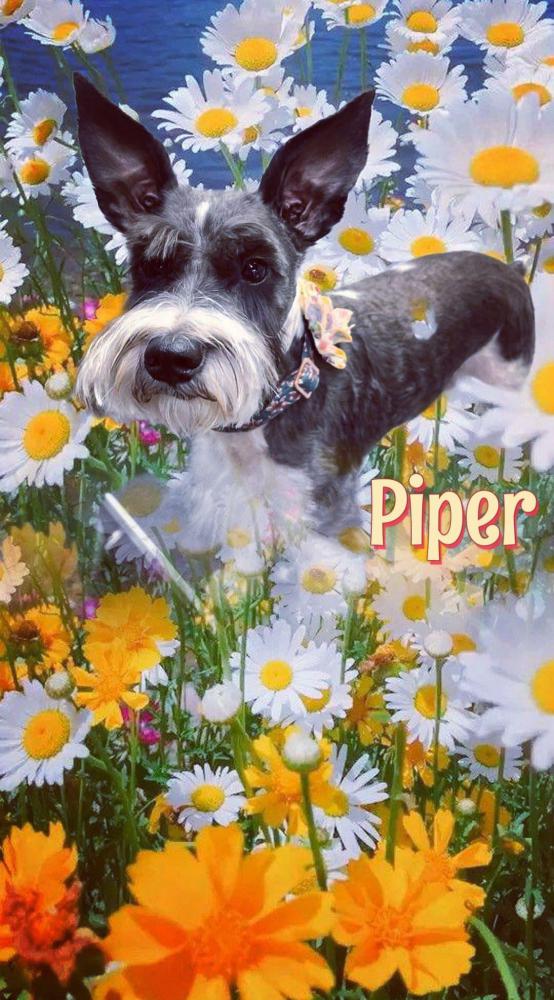 Image of Pipper, Lost Dog