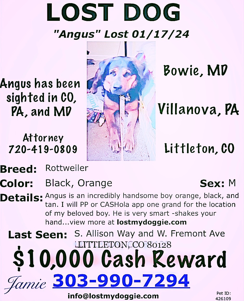 Image of Angus, Lost Dog