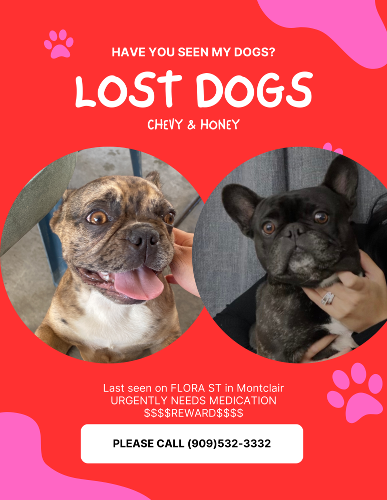 Image of Chevy & Honey, Lost Dog