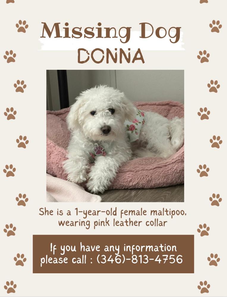 Image of Donna, Lost Dog