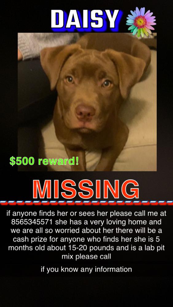Image of daisy, Lost Dog