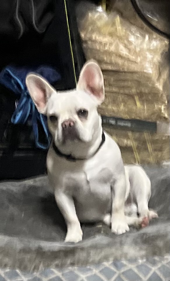 Image of Chapo, Lost Dog