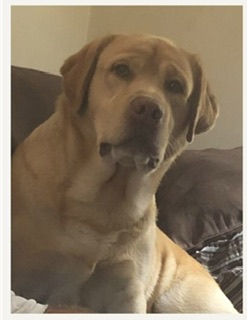 Image of Merle, Lost Dog