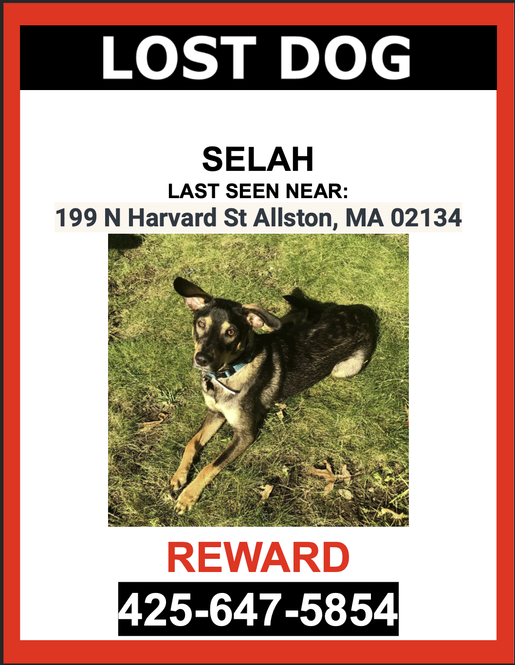 Image of Selah, Lost Dog