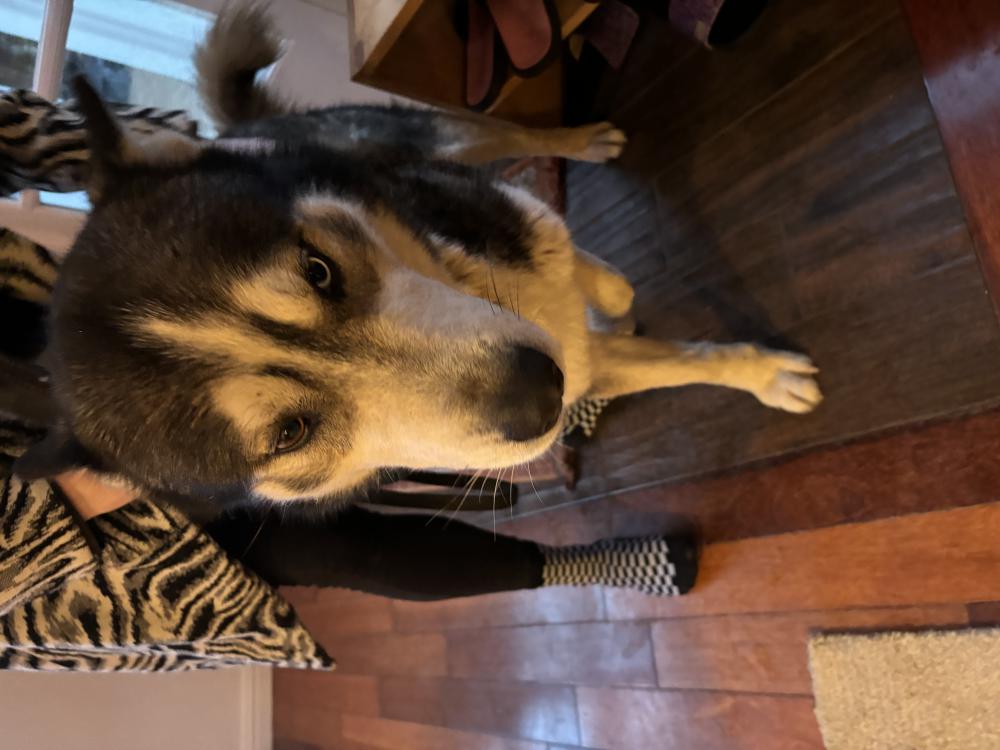 Image of Unknown, Found Dog