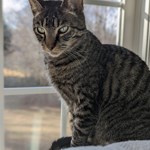 Image of Kelly, Lost Cat